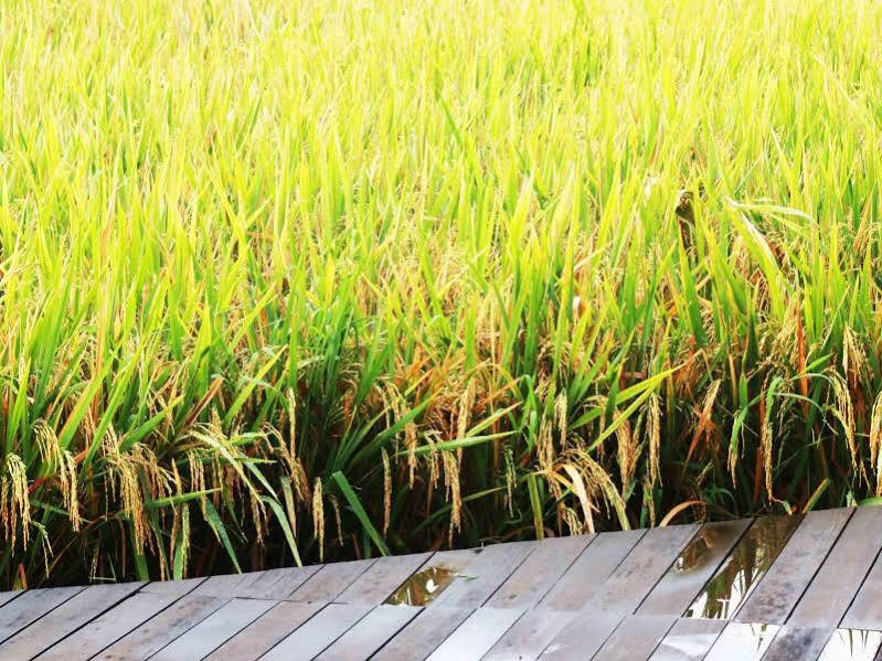 Bening Ubud (Bali)