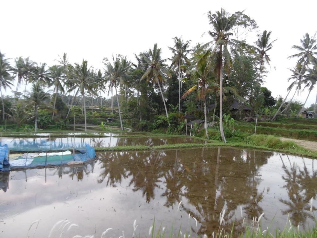 Mesari 4* Ubud (Bali)