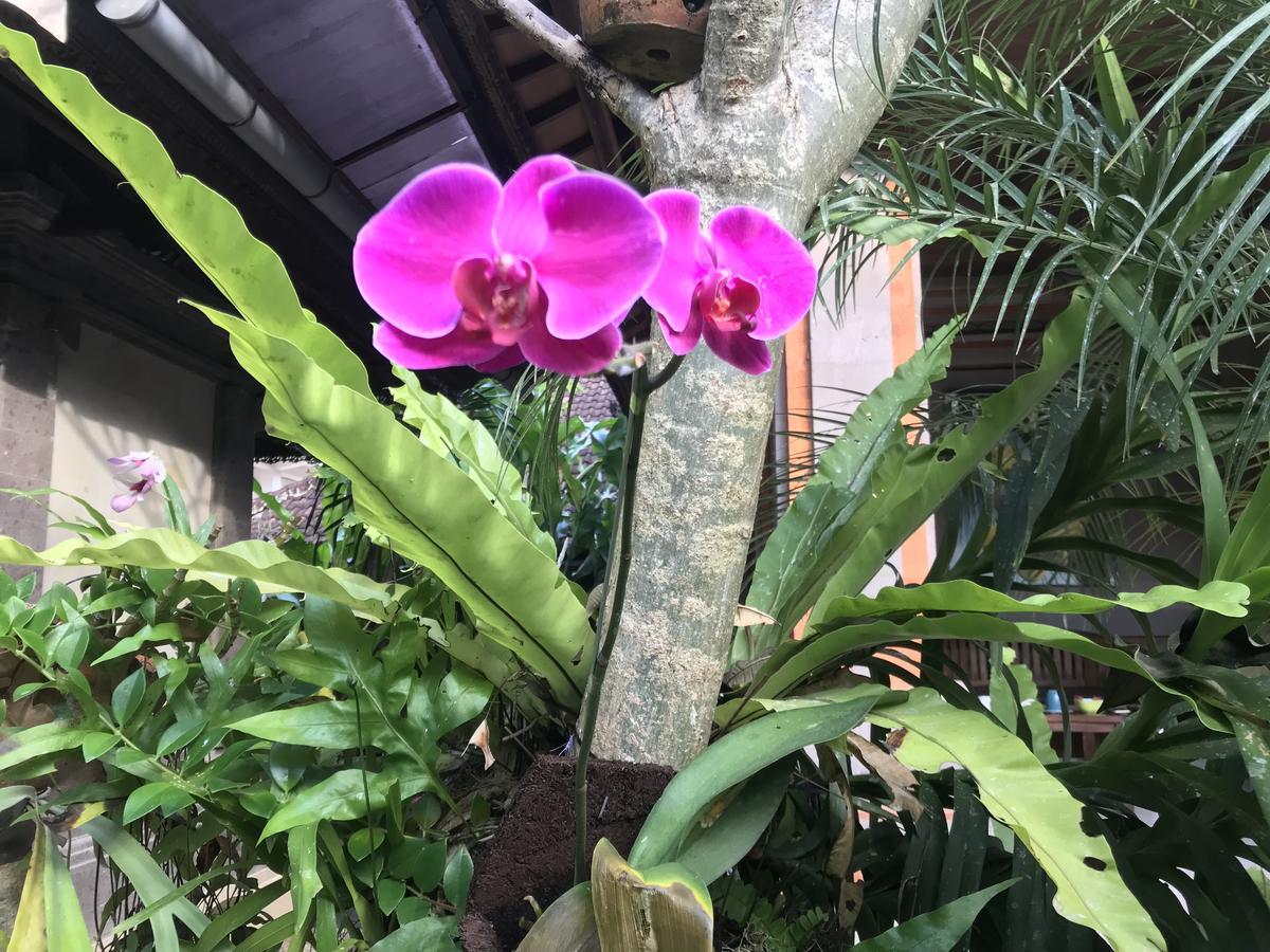 Pangkung House Ubud (Bali)