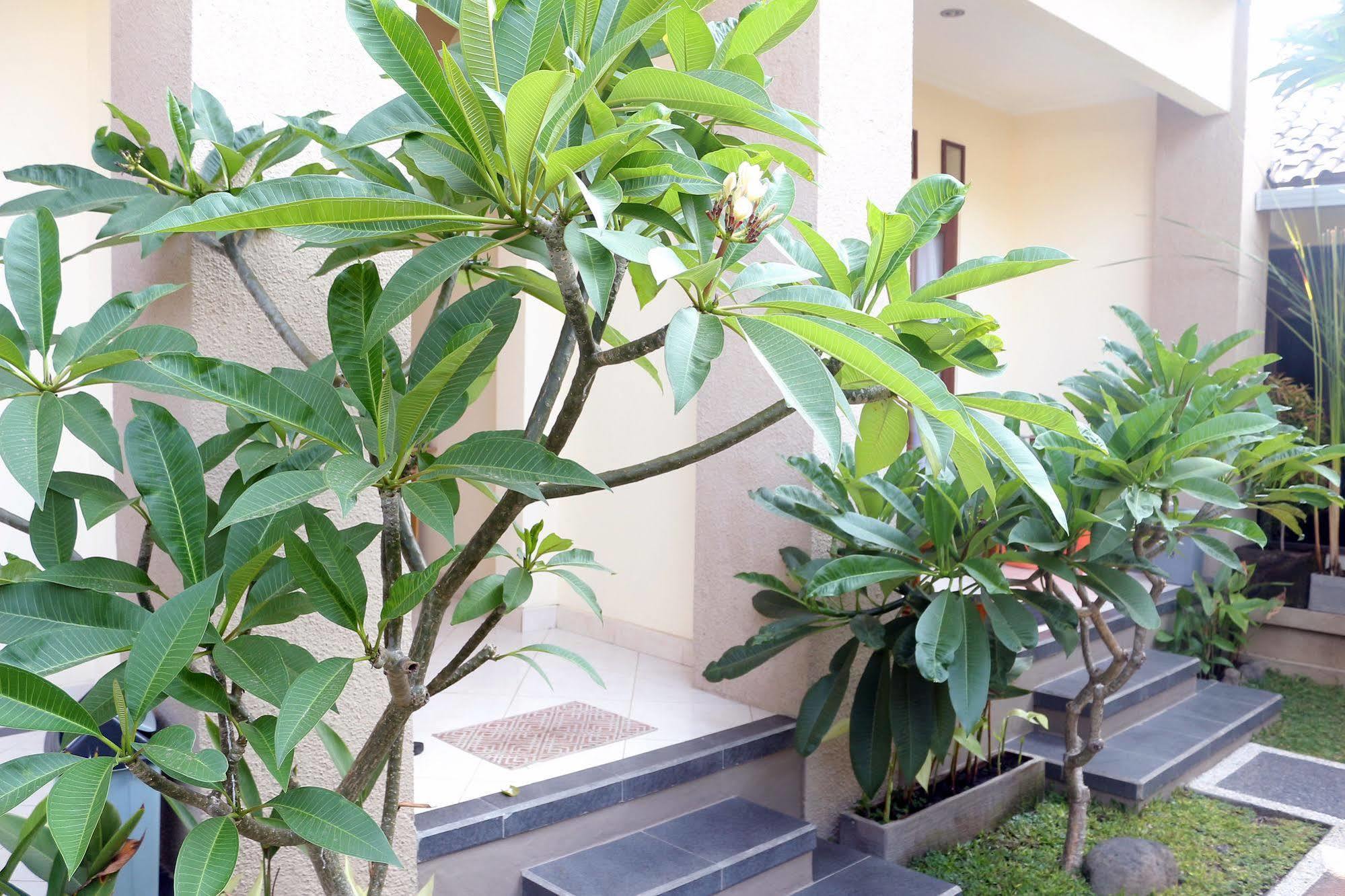 Citrus Tree - Shana Guest house *