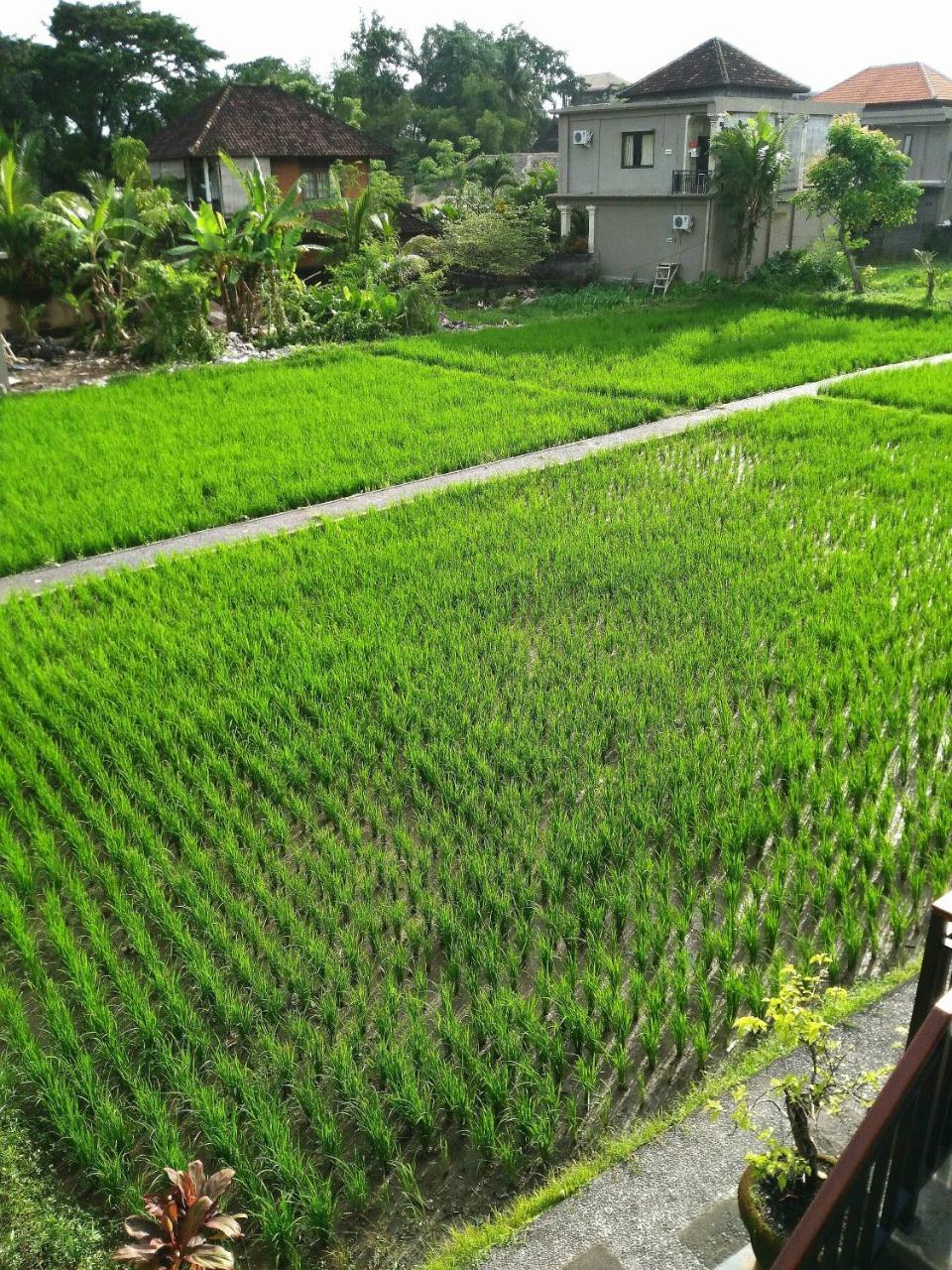 Guest house Peteka Ubud (Bali)