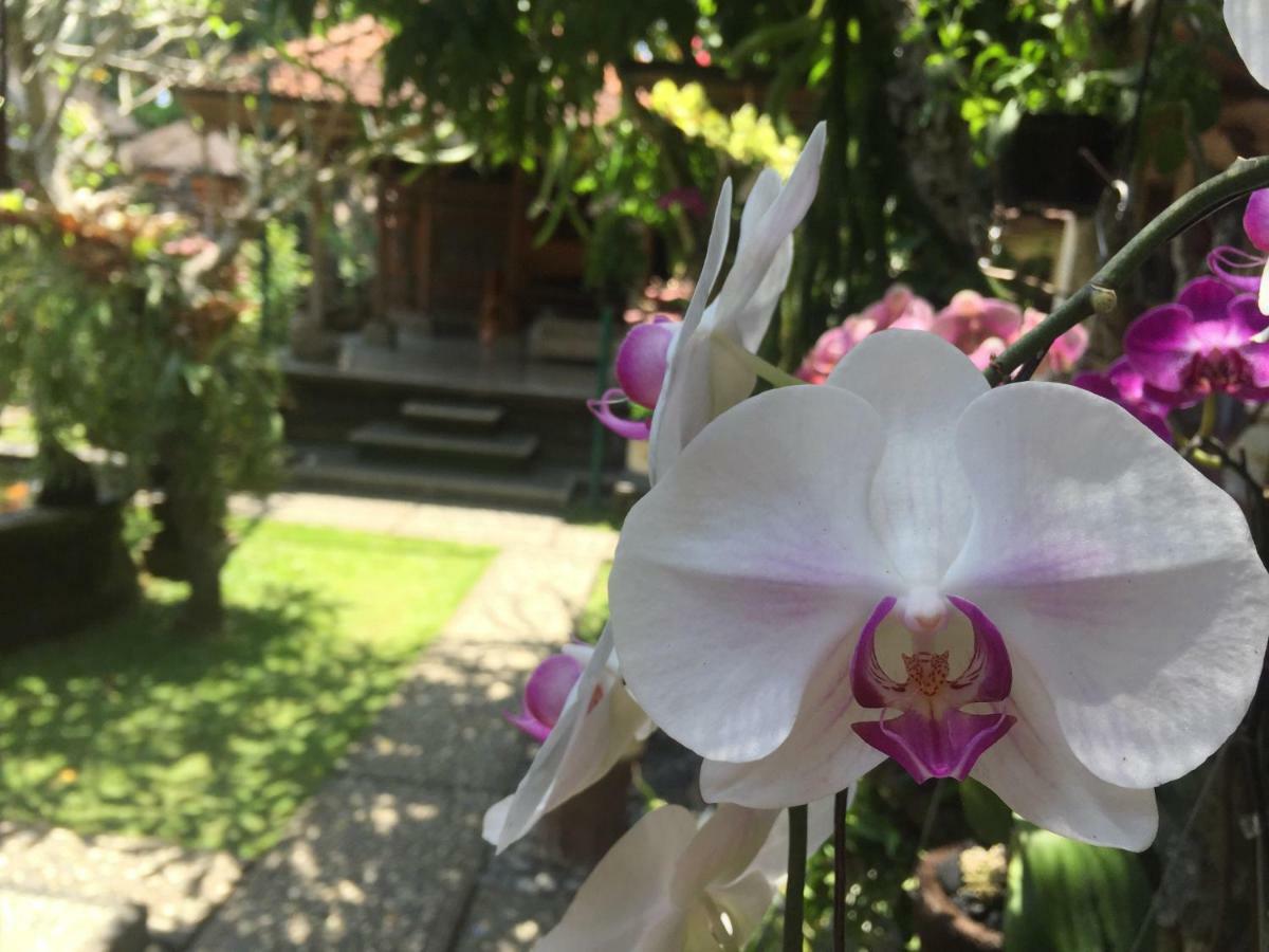 Homestay Tungeh Ubud (Bali)