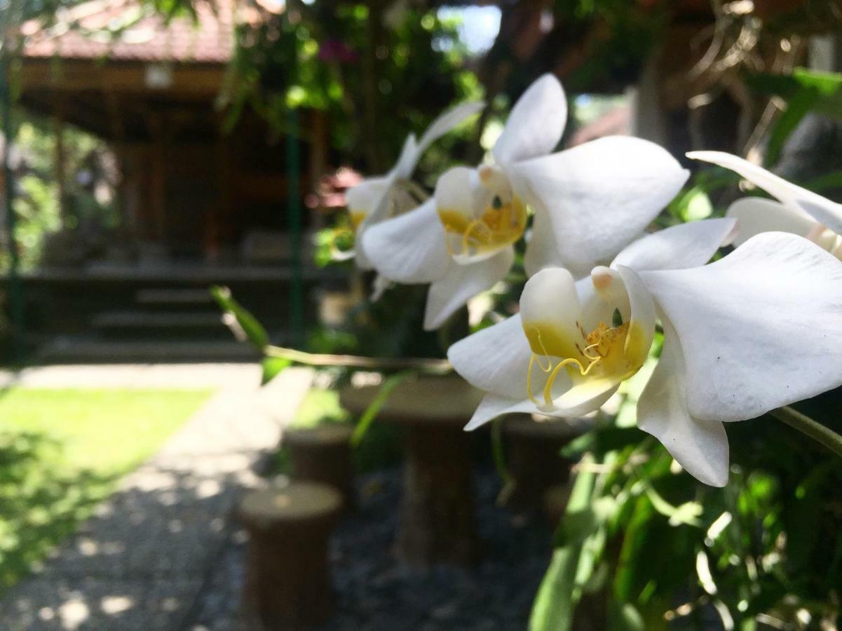 Tungeh Homestay